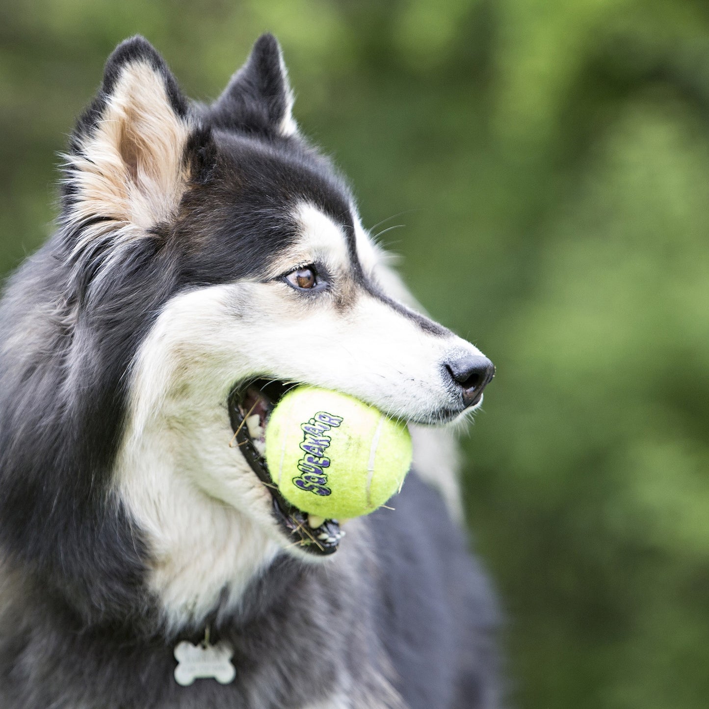 Kong Airdog Squeaker Balls 2pk