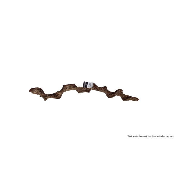 BIOSCAPE TWISTED VINE 60CM