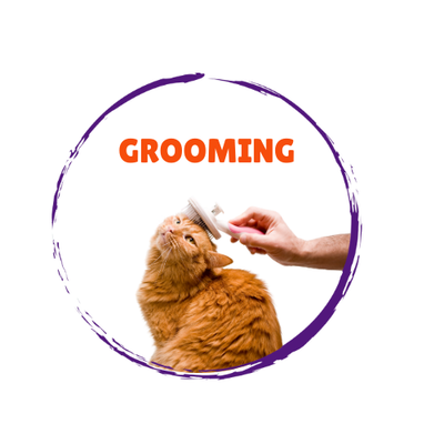 Cat Grooming