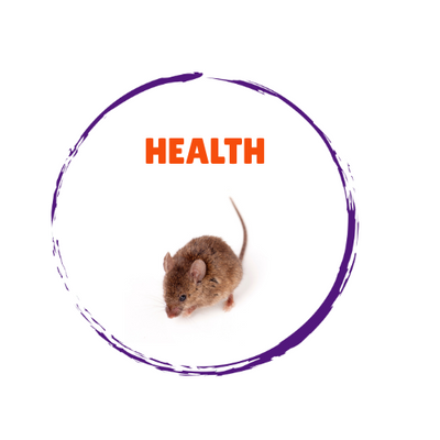 Small Animal Health