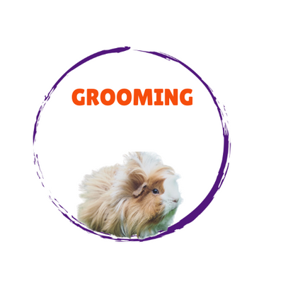 Small Animal Grooming
