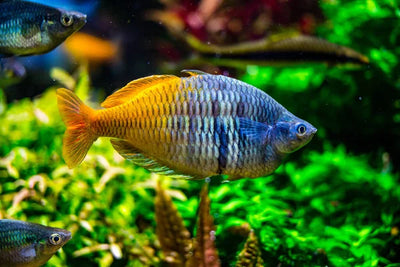 FISH