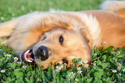 DOG