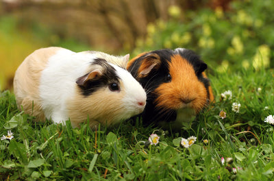 SMALL ANIMAL