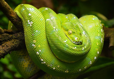 REPTILE