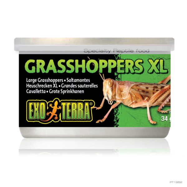 EXO TERRA GRASSHOPPERS XL 34G