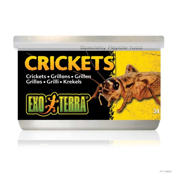 EXO TERRA CRICKETS SMALL 34GM