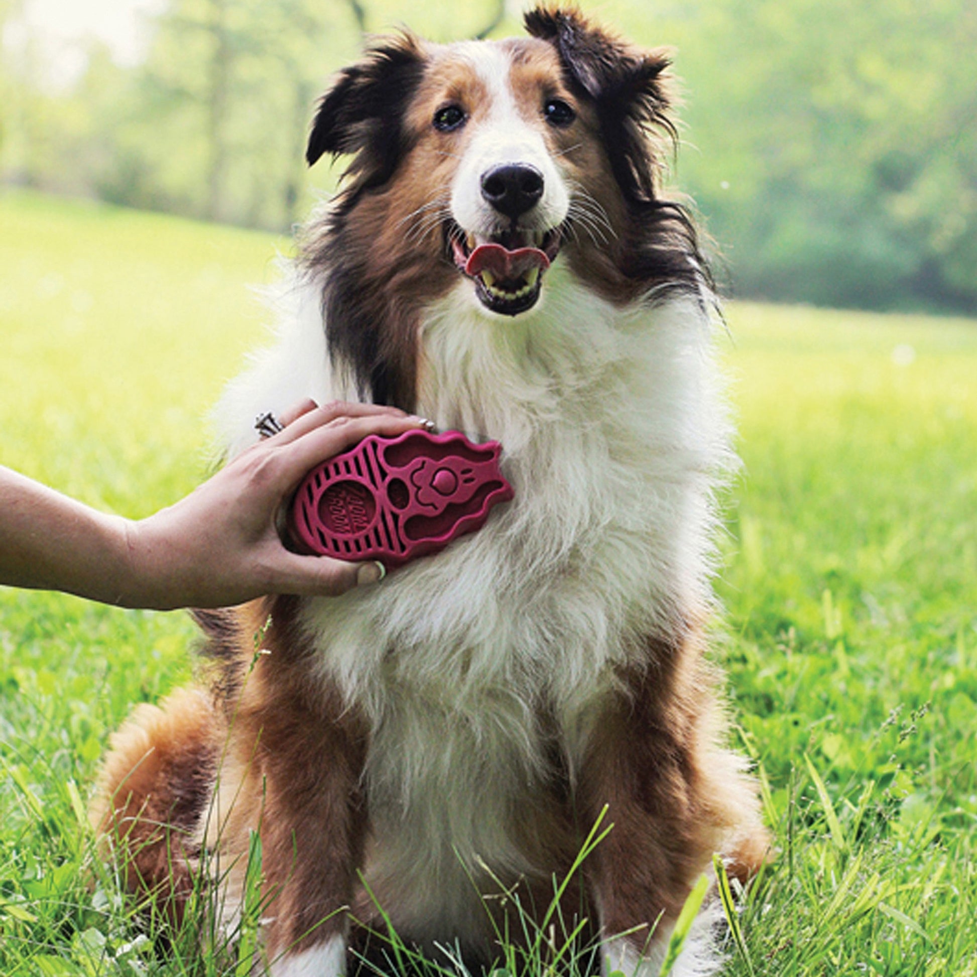 Kong Zoomgroom Rasberry
