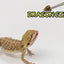 HIKARI HERPTILE DRAGON GEL 60G