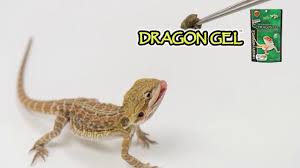 HIKARI HERPTILE DRAGON GEL 60G