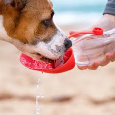 Ezydog Leaf Water Bottle