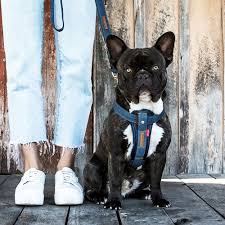 Ezydog Chest Plate Harness Black Denim [sz:small]