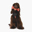 Ezydog Ezybones Chew Toy [sz:small]