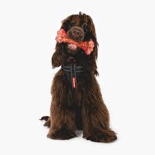Ezydog Ezybones Chew Toy [sz:small]