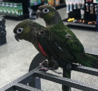 The Pet Place - Befriending Birds