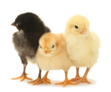 The Pet Place - Poultry