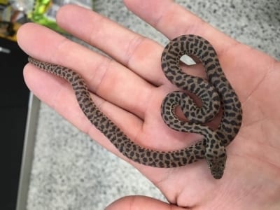 The Pet Place - Reading About Reptiles