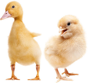 The Pet Place - Poultry