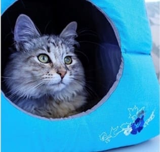 The Pet Place - Comprehending Cats